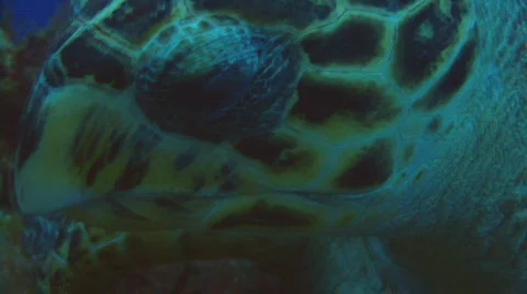 Turtle eating night dark Stock Footage 638218