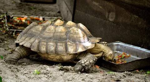 Turtle eating Stock Photos