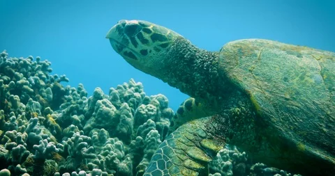 Turtle eating in reef 库存影片 95505203