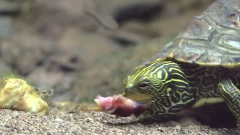 Turtle eating on river bottom Stock Footage 77239170