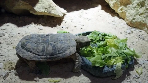 Turtle eating salad Stock Footage 70613379
