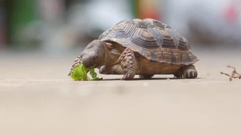 Turtle eating salad Video stock 73687313