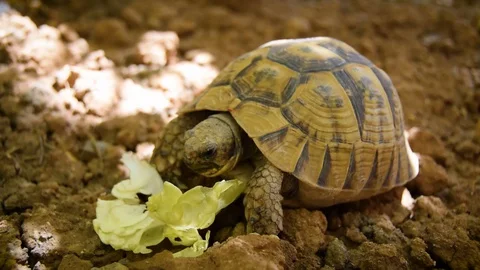 A Turtle Eating Salad Stock Footage 129760427