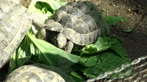 Turtle eating salad in a zoo Stock Footage 132992764