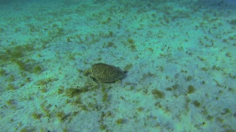Turtle eating sea grass Video stock 42439116