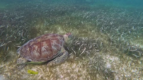 Turtle eating from the sea grass in nature Stock Footage 331769983