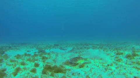 A turtle eating seagrass Stock Footage 42754174