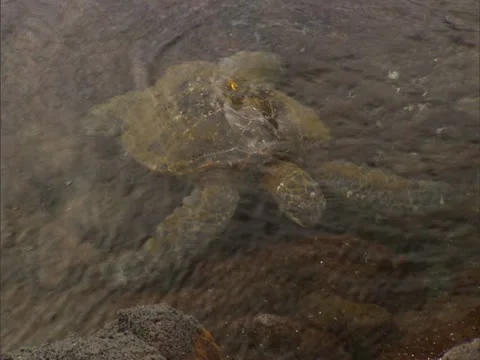 Turtle Eating Seaweed Stock-Footage 22243017