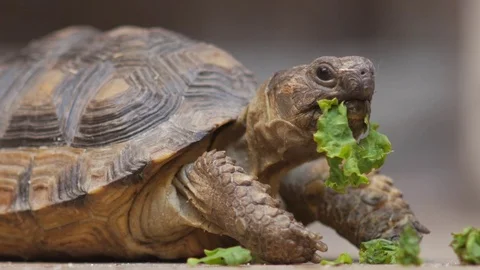 Turtle eating Side view Video stock 73687656