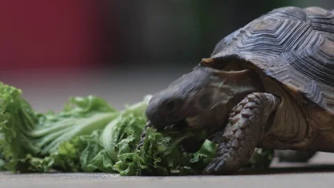 TURTLE eating SideView Video stock 73686315