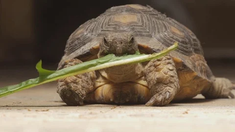 Turtle eating slowmo Video stock 73685589