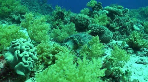 Turtle eating soft corals Vídeo Stock 33531093