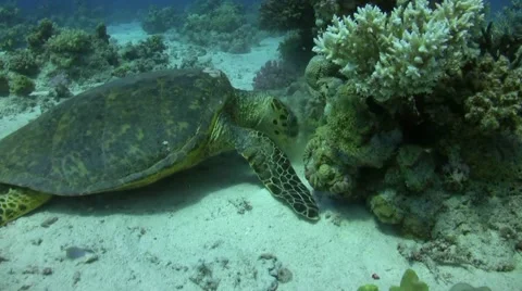 Turtle eating soft corals Stock Footage 40297091