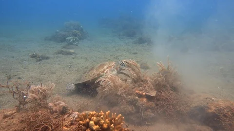 Turtle Eating by Soft Corals Stock Footage 94594822
