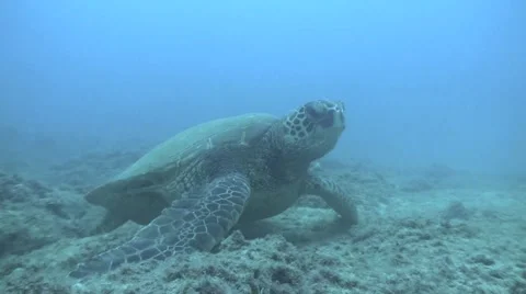 Turtle eating static Stock Footage 1220762