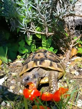 TURTLE EATING TOMATO Stock Photos