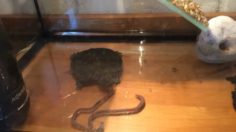 The turtle is eating two rain worms in her aquarium. Trachemys scripta. Part 1 Stock Footage 114295245