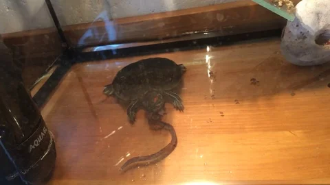 The turtle is eating two rain worms in her aquarium. Trachemys scripta. Part 2 Stock Footage 114295486