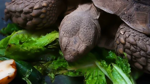 Turtle is Eating Vegetable 1 Stock Footage 108570342
