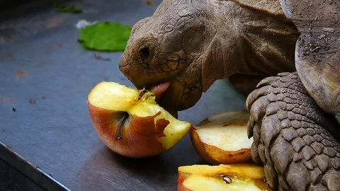 Turtle is Eating Vegetable 3 Stock Footage 108570766