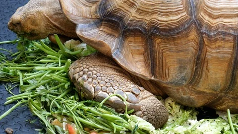 Turtle eating vegetable Stock Footage 119897899