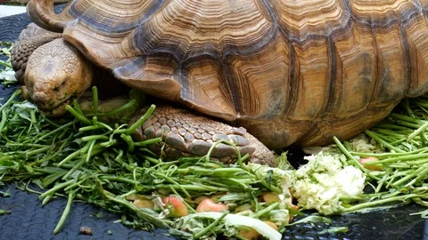 Turtle eating vegetable Stock Footage 124679646