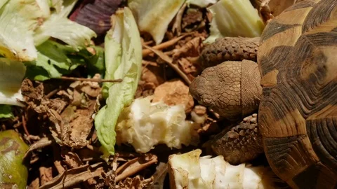 Turtle eating vegetables and hiding her head into shell slow-motion HD Stock Footage 77496656