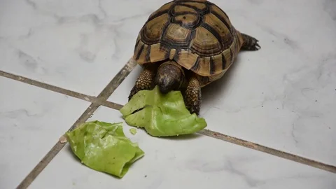 Turtle eating vegetables Stock Footage 129767392