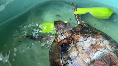 Turtle Eating Vegetables for Lunch Stock Footage 311353929