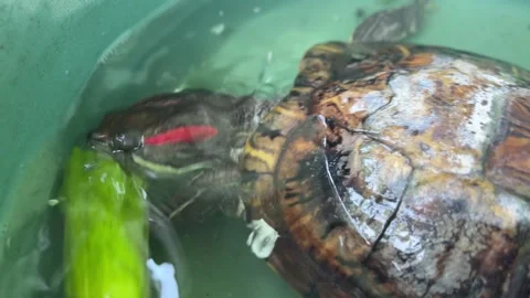 Turtle Eating Vegetables for Lunch Stock Footage 311354029