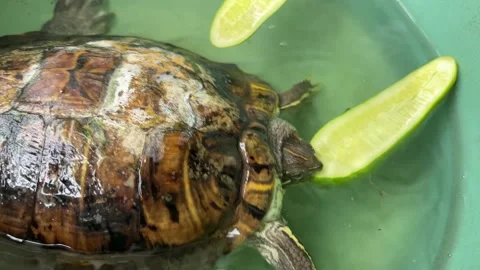 Turtle Eating Vegetables for Lunch Video stock 311354050
