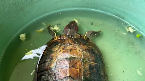 Turtle Eating Vegetables for Lunch Stock Footage 311354081