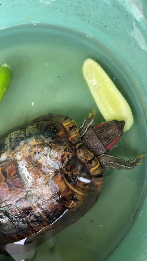 Turtle Eating Vegetables for Lunch Stock Footage 311354104