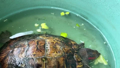 Turtle Eating Vegetables for Lunch Stock Footage 311354108