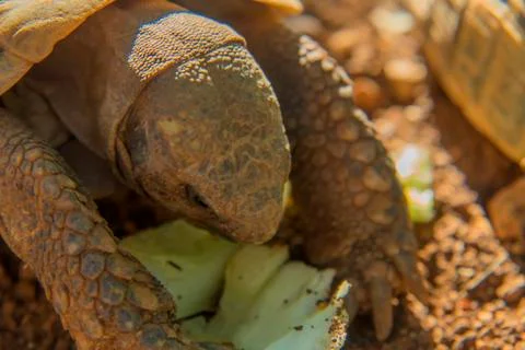Turtle eating vegetables Stock Photos