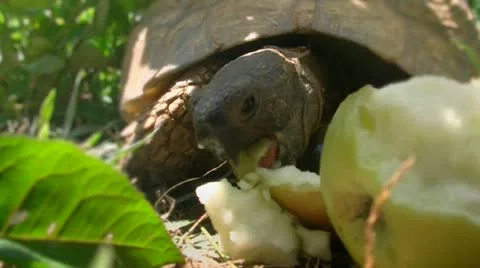 The Turtle Eats Apple Видео 11058494