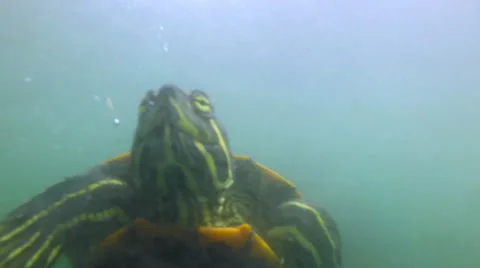 Turtle Eats Bread and Swims Close - Slow Video stock 65062955