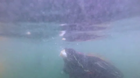 Turtle Eats Bread Video stock 65063151