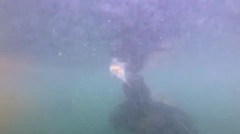 Turtle Eats Bread - Slow Video stock 65063117