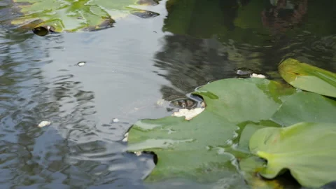 A turtle eats bread in a swamp Stock Footage 158995416