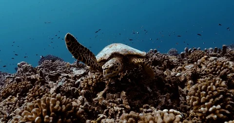 Turtle eats in the coral reef, the Pacific Ocean. Underwater marine life with be Stock Footage 124465453