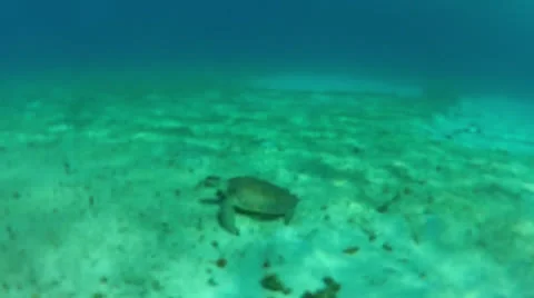 Turtle eats cu 60% Video stock 24593045