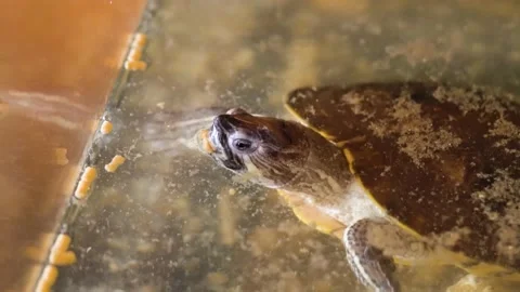 The turtle eats dry food poured into its water. Vidéo 151639100