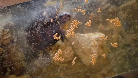 The turtle eats dry food poured into its water. Stock Footage 151641841