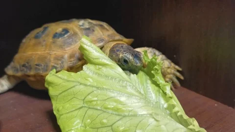 The turtle eats Stock Footage 127272060