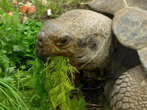 Turtle eats grass Stock Photos