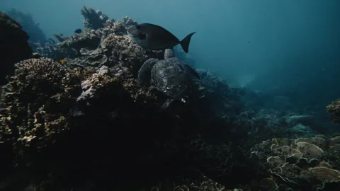 Turtle eats as it sits on reef underwater with glistening sunlight across Stock Footage 277632675