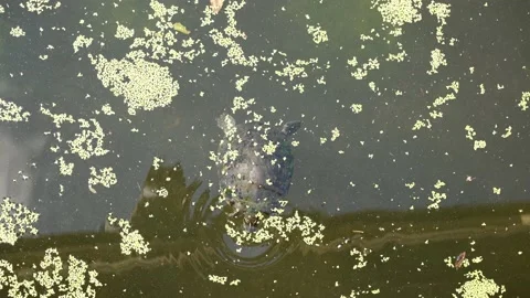 Turtle eats in a lake 120fps Stock Footage 220445210