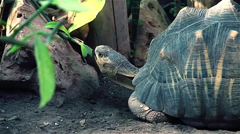 Turtle eats leaves Vídeos de archivo 46410095