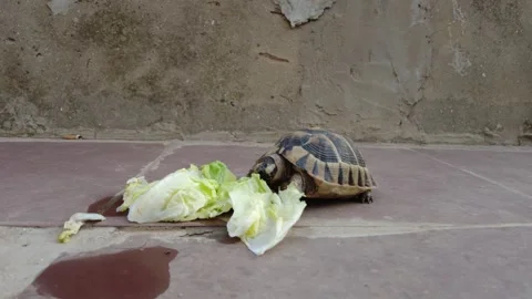 A turtle eats lettuce Stock Footage 160763041